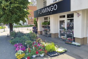 Florăria Flamingo Arad