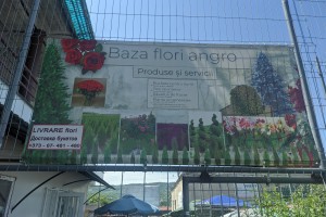 Baza flori angro
