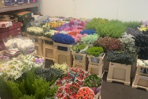 Depozit de flori si plante ornamentale - AnnaFiori