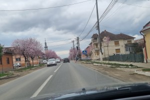 Partener Cramele Recaș
